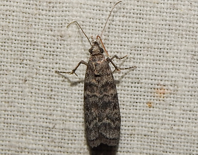 Dioryctria