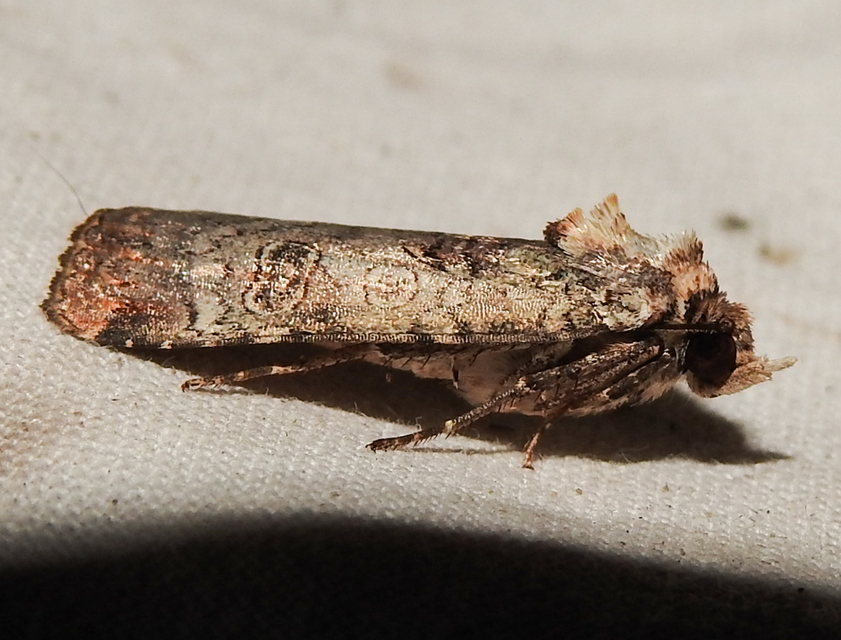 Epilecta linogrisea - karcsú sárgafűbagoly