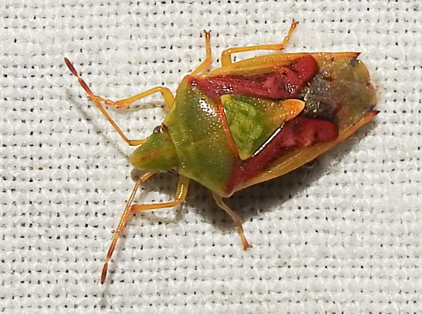 Cyphostethus tristriatus - boróka-dajkapoloska Cyphostethus tristriatus - boróka-dajkapoloska