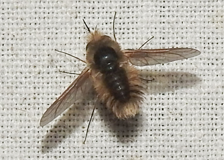 Anastoechus