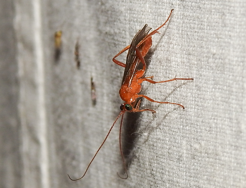 Braconidae - gyilkosfürkészek