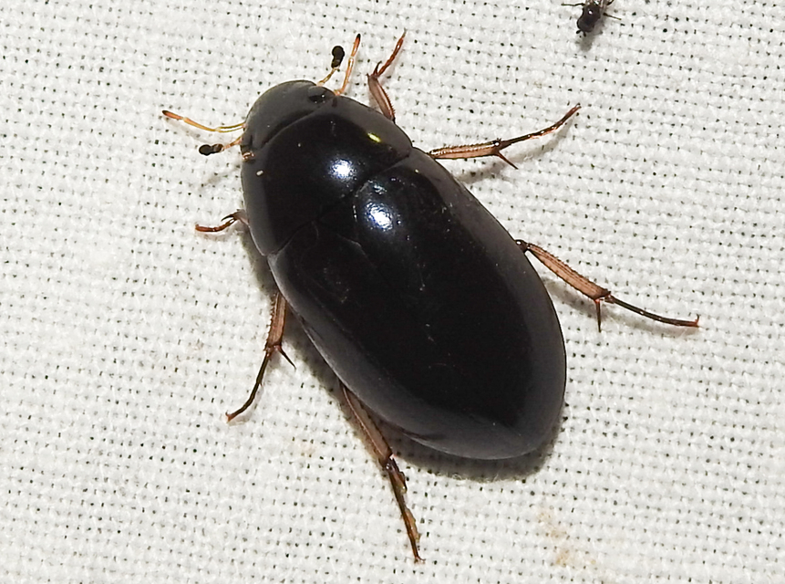 Hydrochara flavipes - sárgalábú csibor