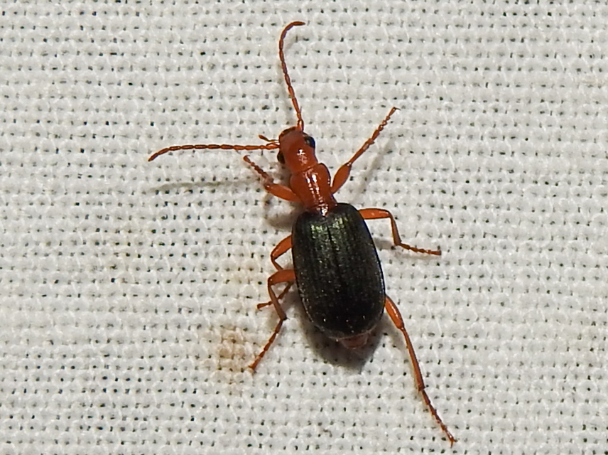 Brachinus