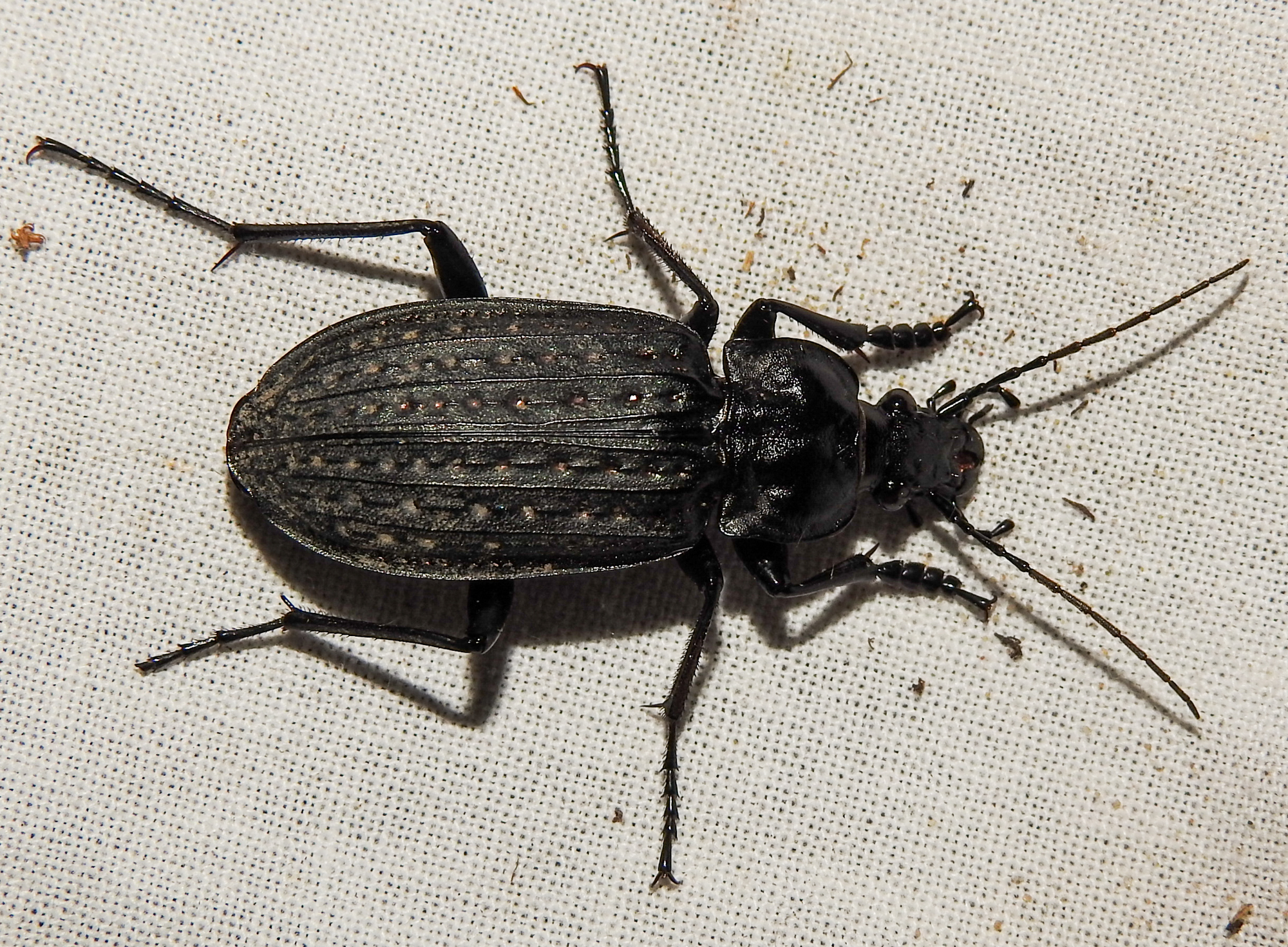 Carabus clathratus auraniensis - szárnyas futrinka