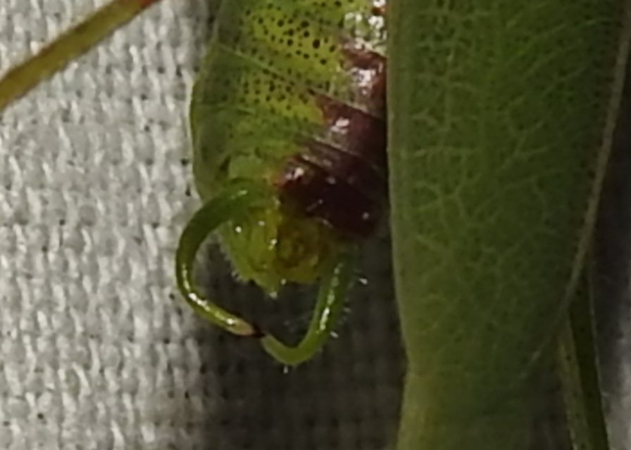 Phaneroptera nana - pontozott repülőszöcske