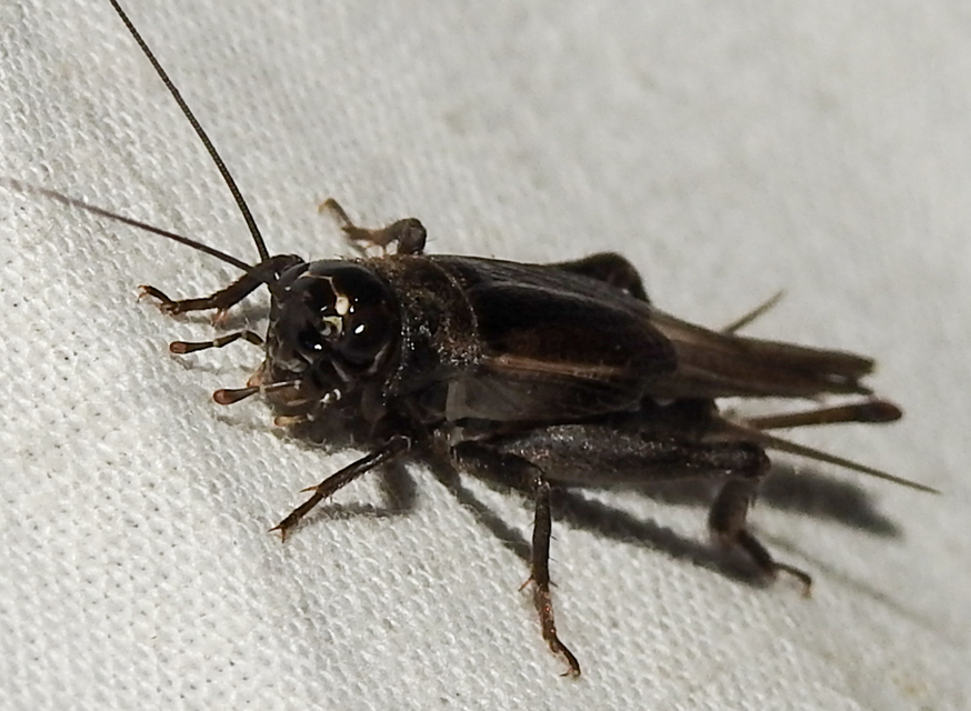 Eumodicogryllus bordigalensis - bordói tücsök