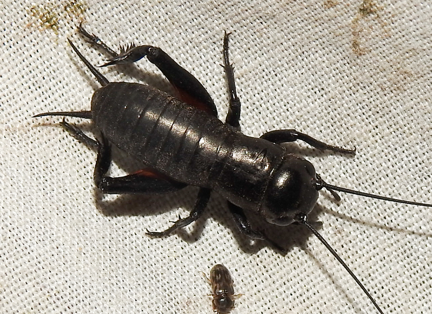 Gryllus campestris - mezei tücsök