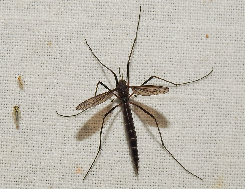 Nigrotipula nigra