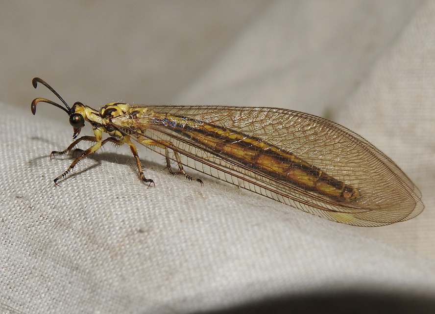 Myrmecaelurus trigrammus - hangyafarkas