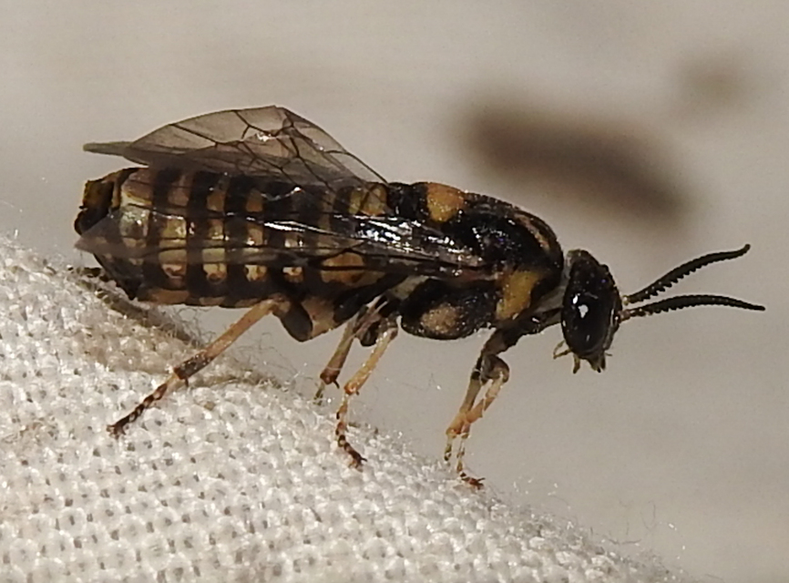 Diprionidae - fésűs fenyődarazsak