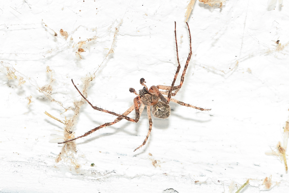 Larinioides ixobolus - ereszalji keresztespók