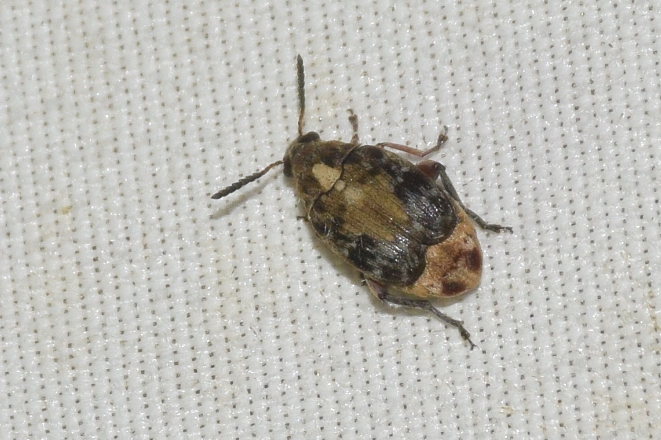 Megabruchidius dorsalis - foltoshátú lepényfazsizsik