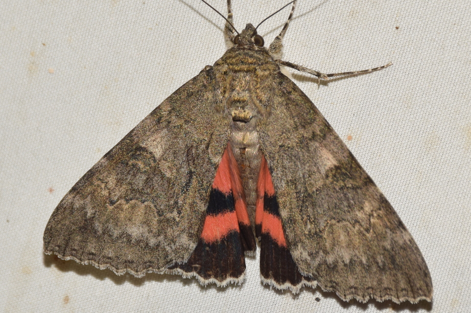 Catocala nupta - piros övesbagoly