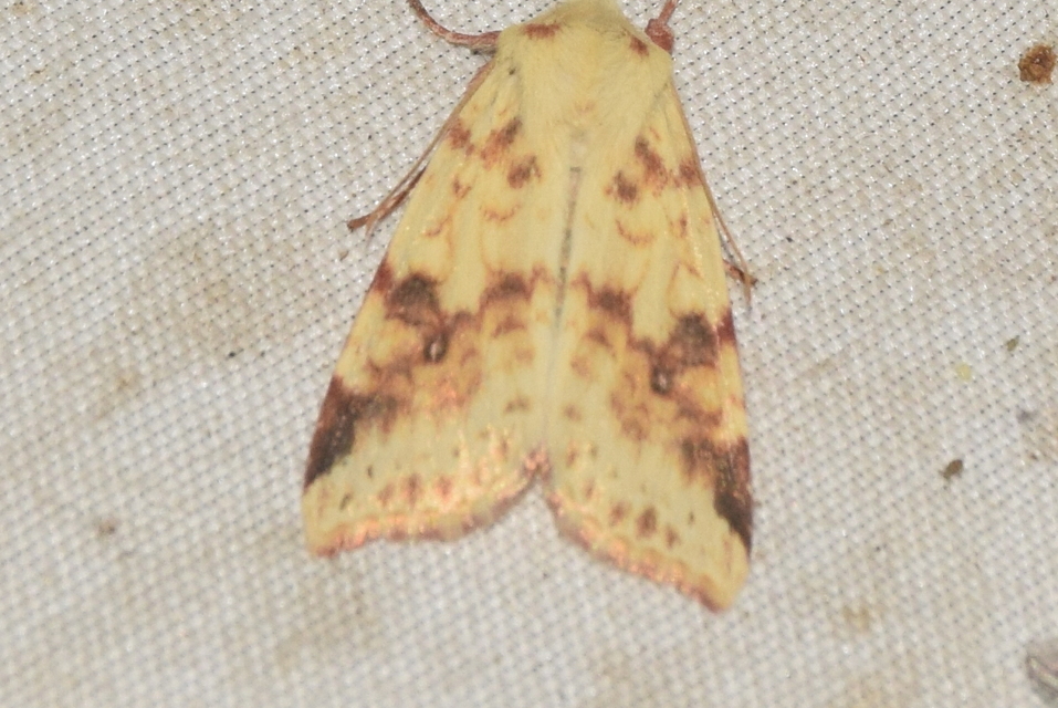 Cirrhia icteritia - nyárfa-sárgabagoly