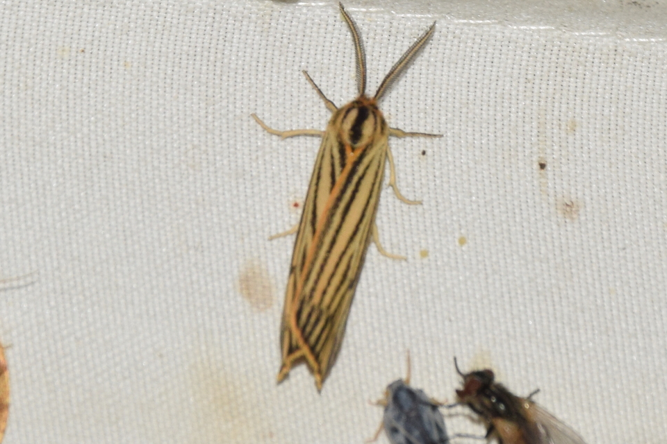Spiris striata - csíkos molyszövő