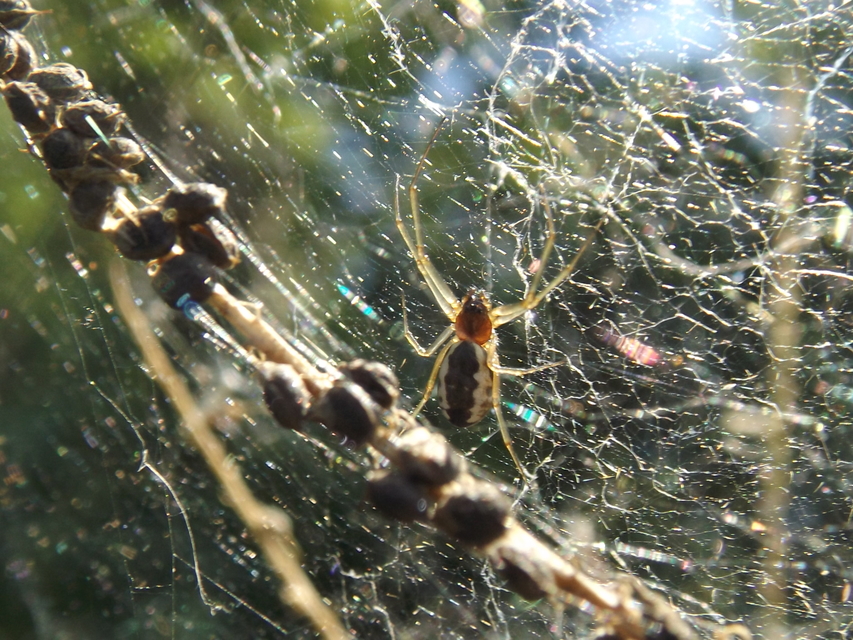 Frontinellina frutetorum - bokor vitorláspók