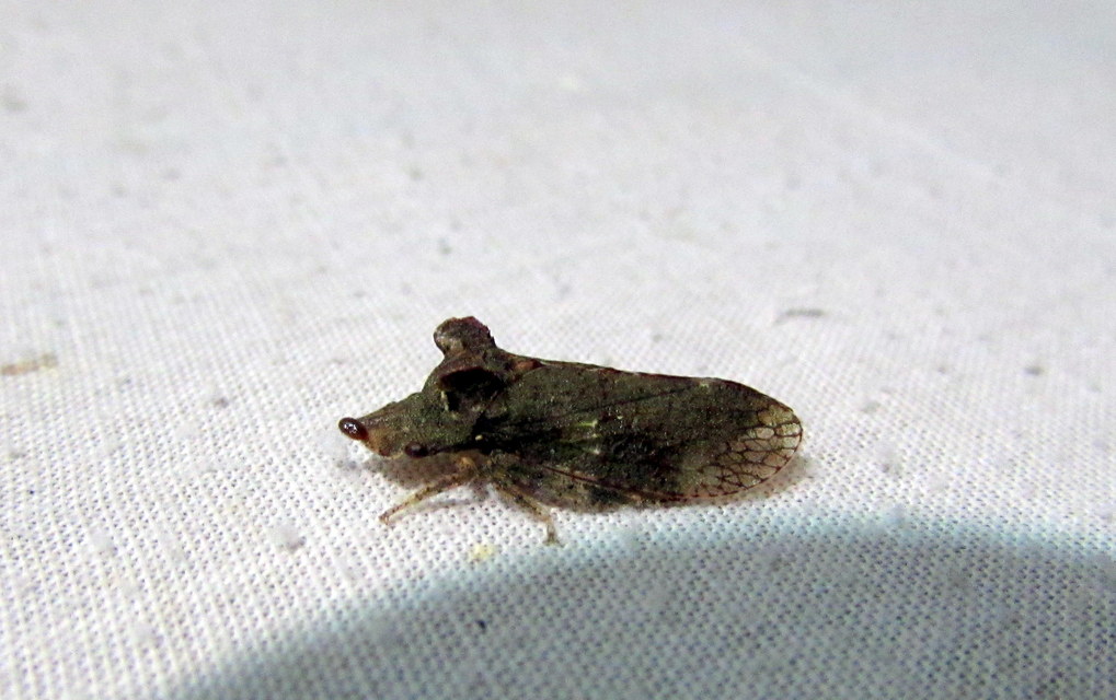Ledra aurita - füleskabóca