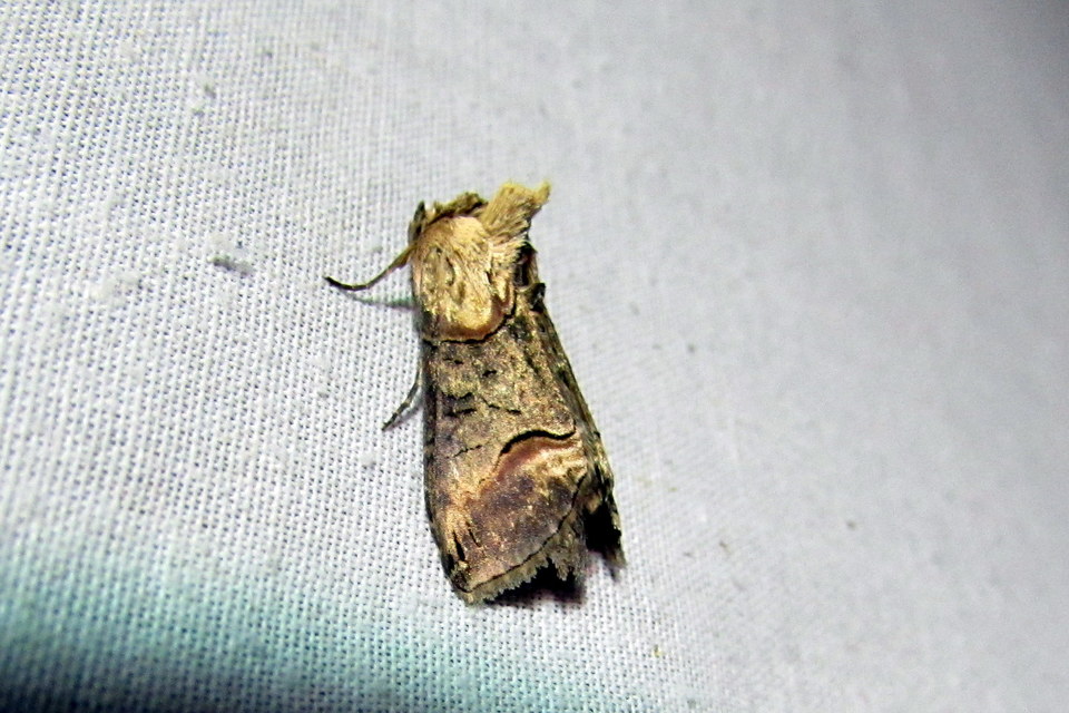 Abrostola triplasia - közönséges csalánbagoly