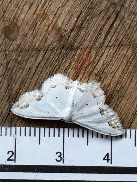 Scopula ornata - díszes fehéraraszoló