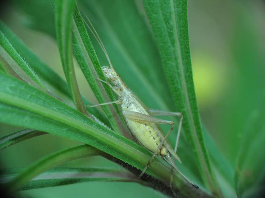 Oecanthus pellucens - pirregőtücsök