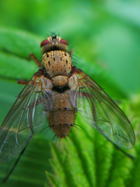 Tachinidae - fürkészlegyek