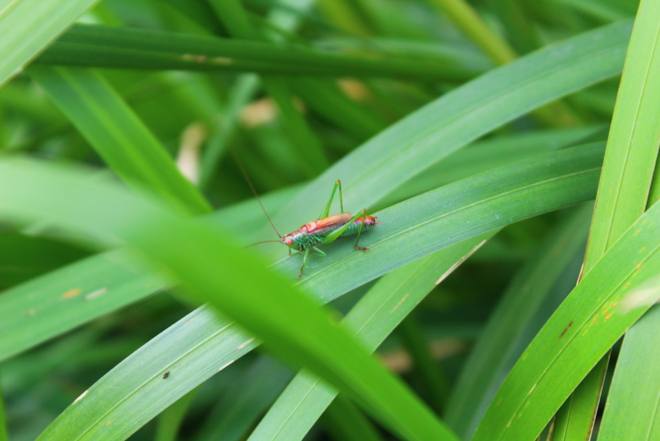 Conocephalus dorsalis - sarlós kúpfejűszöcske