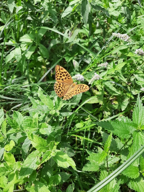 Argynnis paphia - nagy gyöngyházlepke