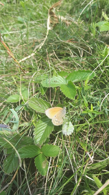 Coenonympha glycerion - közönséges szénalepke