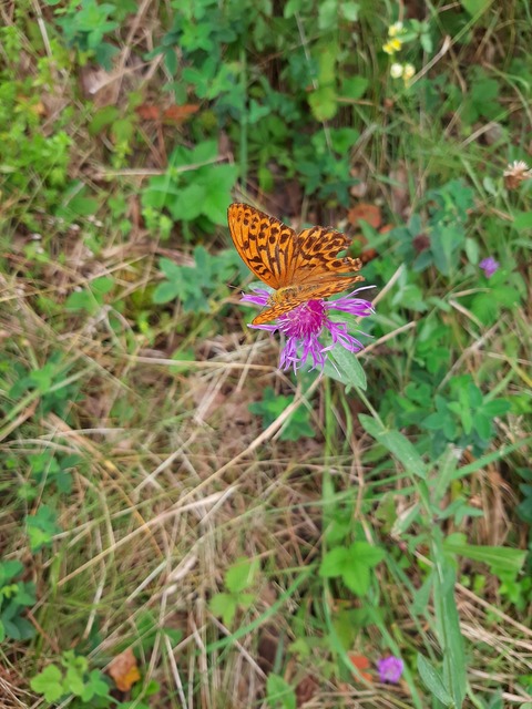Argynnis paphia - nagy gyöngyházlepke