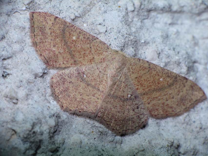 Cyclophora ruficiliaria - vörösrojtú pettyesaraszoló