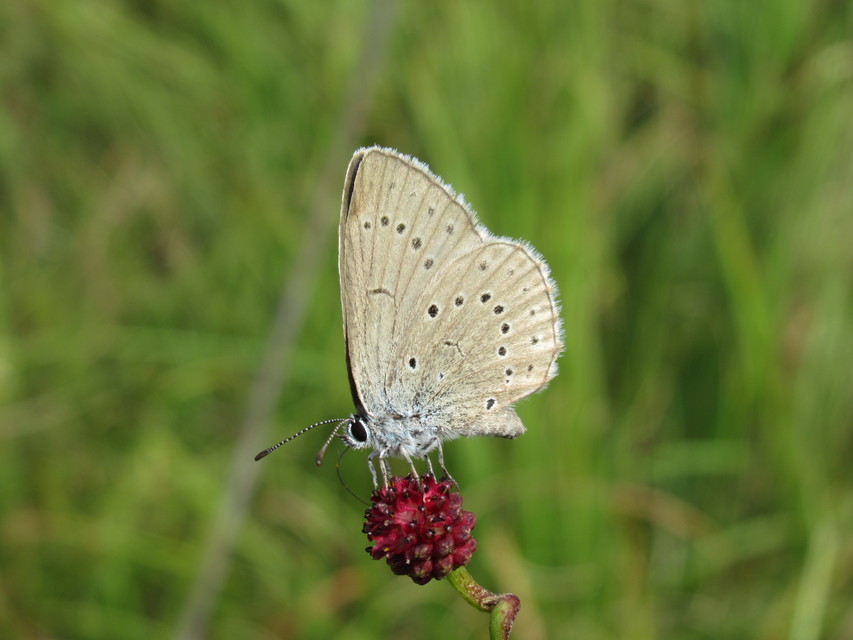 Phengaris teleius - vérfű-hangyaboglárka