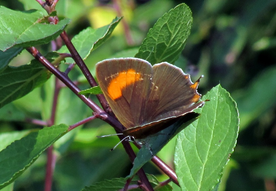 Thecla betulae - nyírfalepke
