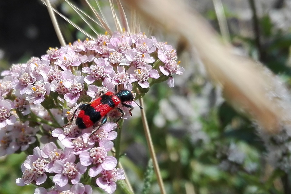 Trichodes apiarius - szalagos méhészbogár