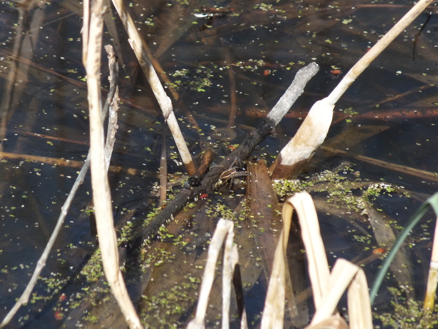 Dolomedes fimbriatus - szegélyes vidrapók