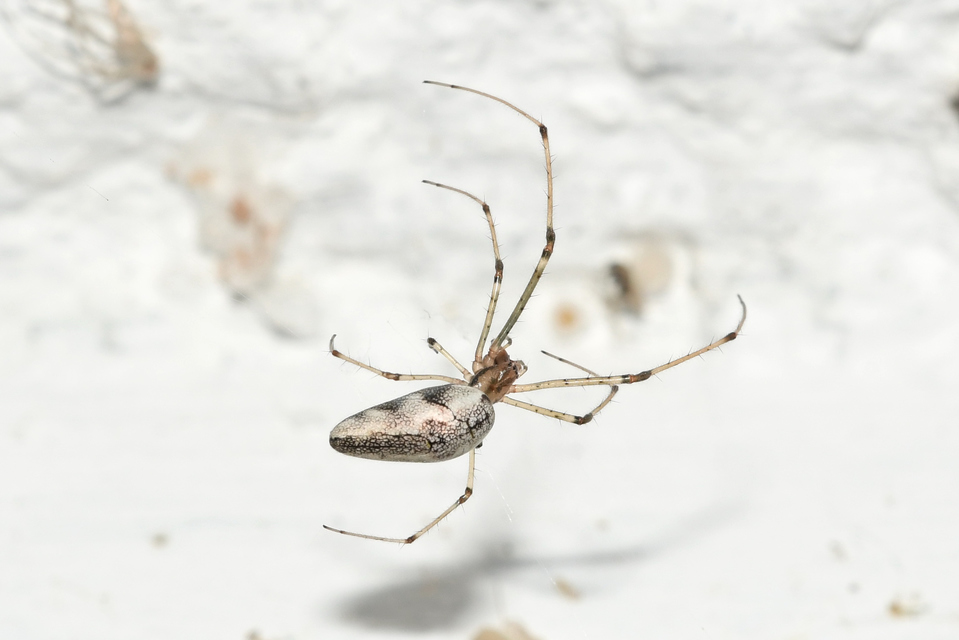 Tetragnatha