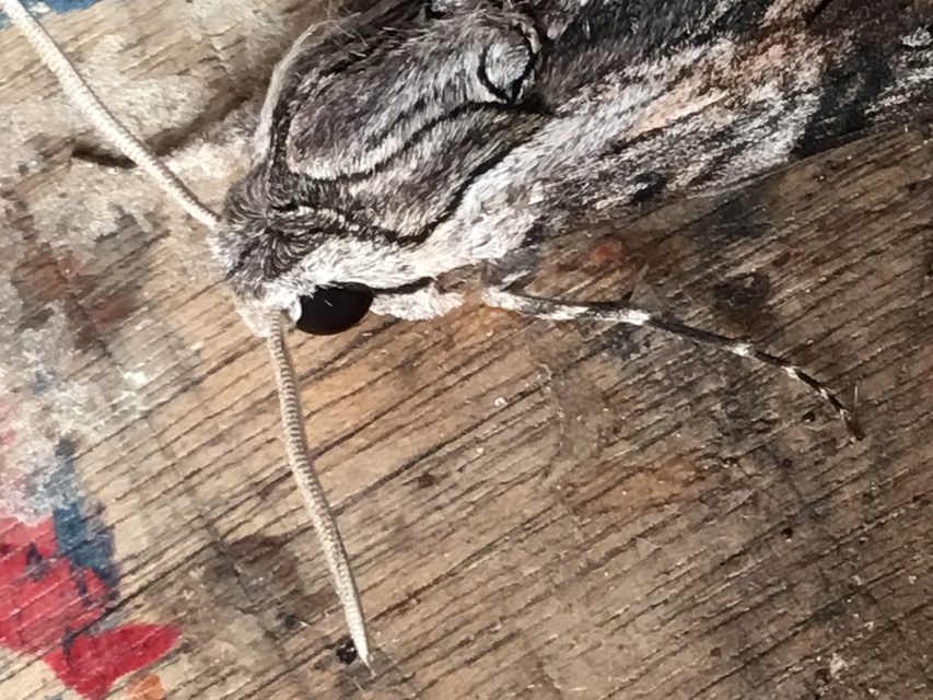 Agrius convolvuli - szulákszender