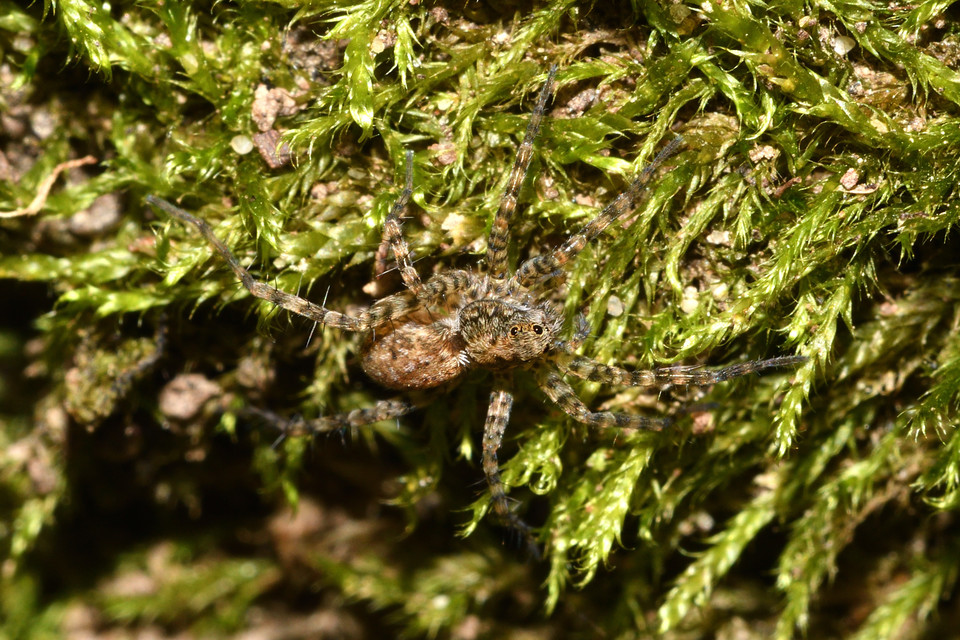 Pardosa hortensis