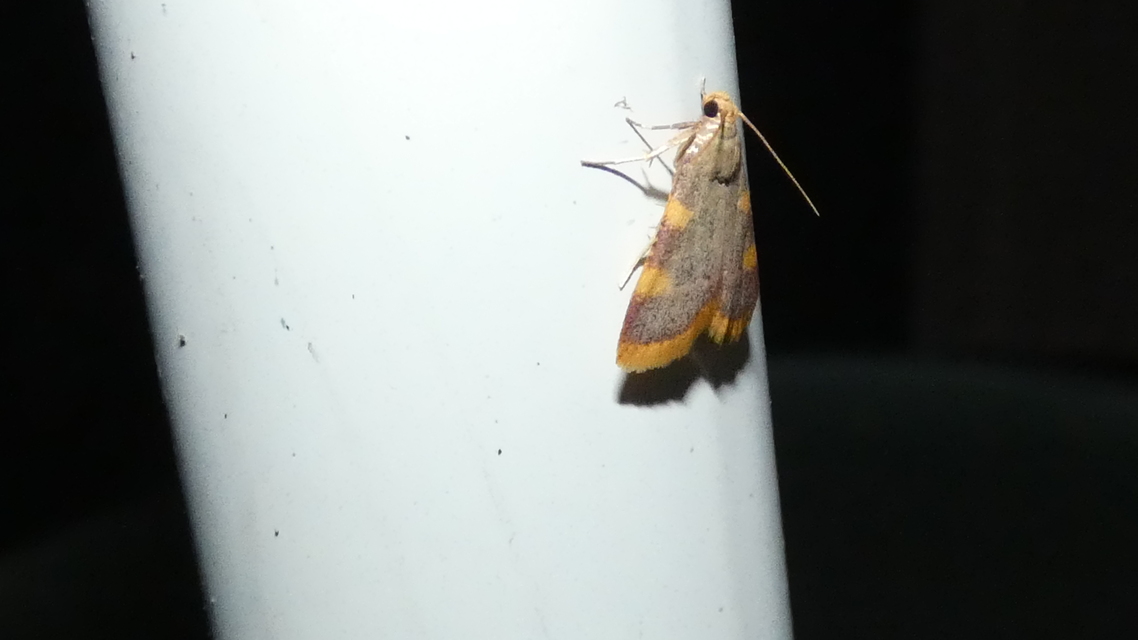 Hypsopygia costalis - szénailonca
