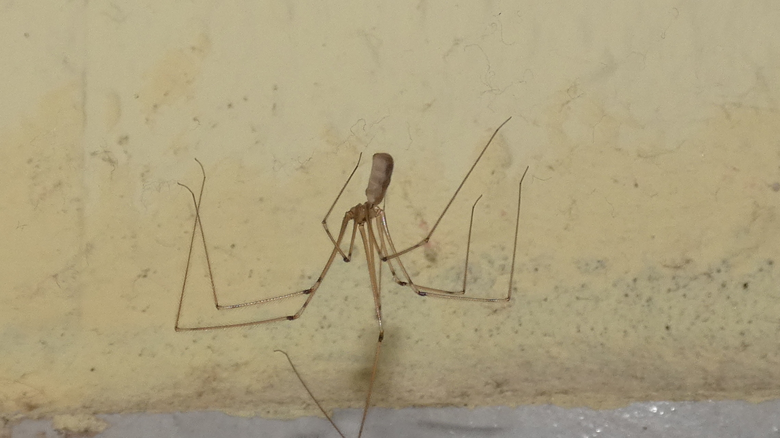 Pholcus phalangioides - nagy álkaszáspók