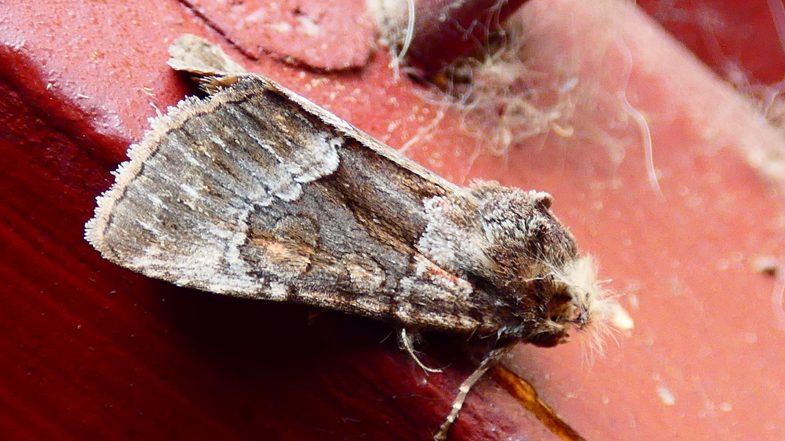 Thalpophila matura - fakó erdeibagoly