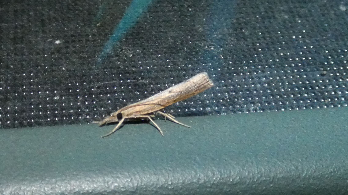 Pediasia contaminella - mocskos fűgyökérmoly