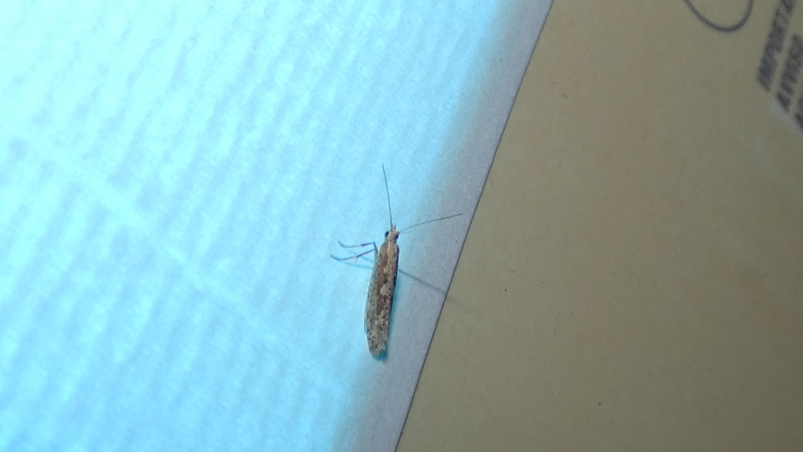 Plutella xylostella - káposztamoly