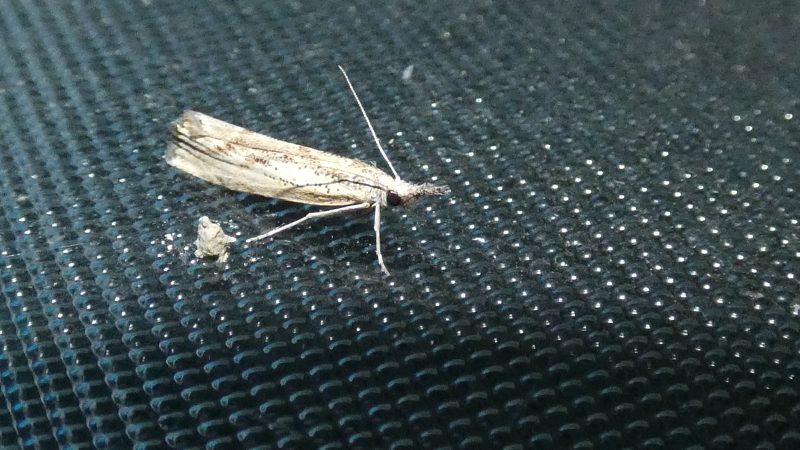 Agriphila tolli - síksági fűgyökérmoly