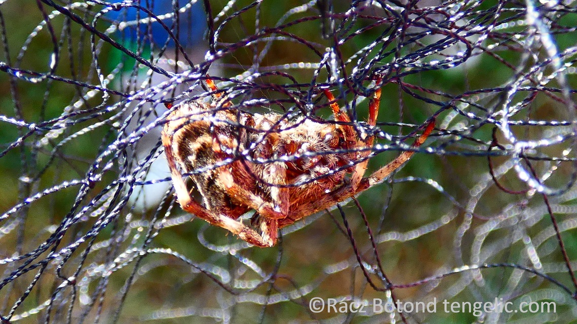 Araneus circe/angulatus