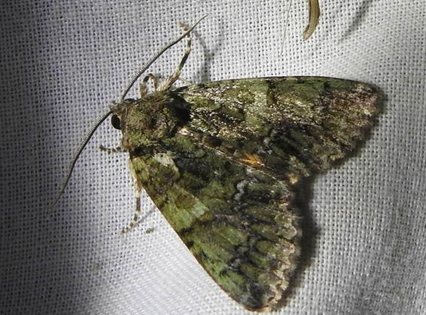 Polyphaenis sericata - selyemfényű erdeibagoly