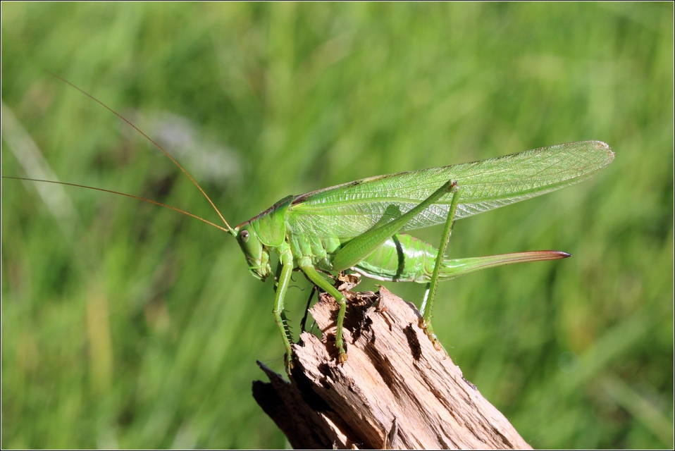 Tettigonia viridissima - zöld lombszöcske