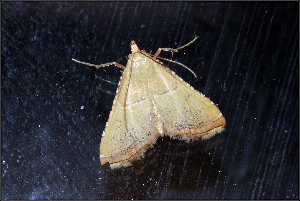 Endotricha flammealis - tüzesszárnyú fényilonca