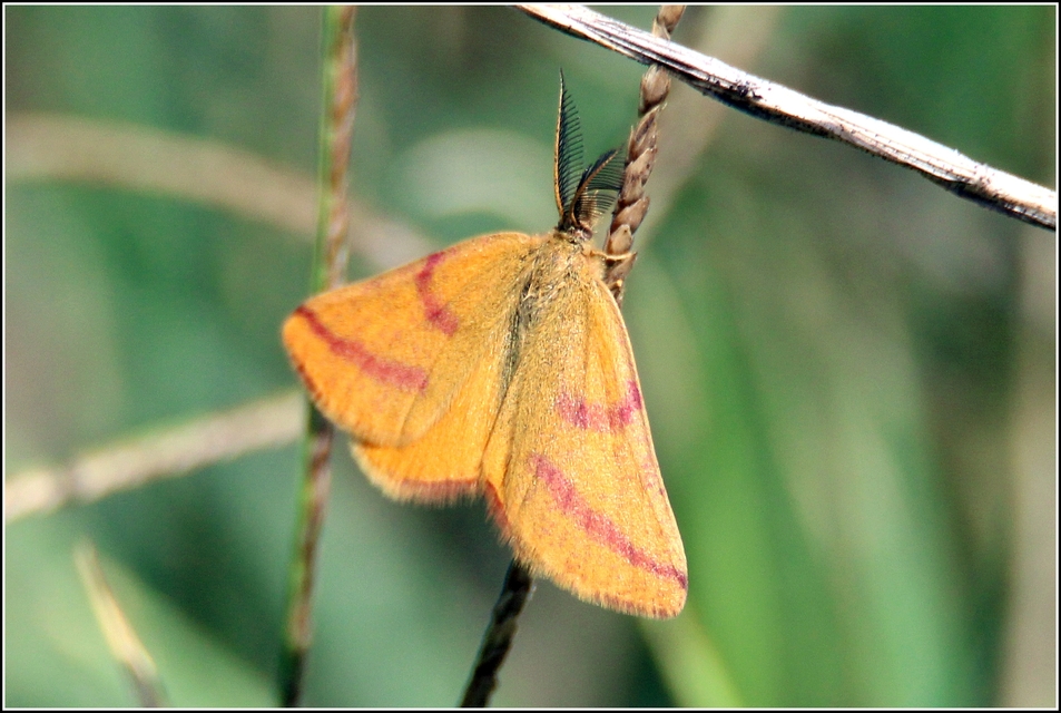 Lythria purpuraria - bíborsávos araszoló