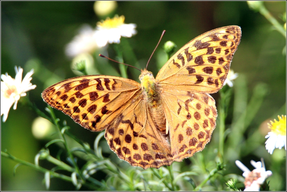 Argynnis paphia - nagy gyöngyházlepke