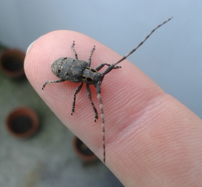 Mesosa curculionoides - szemfoltos cincér